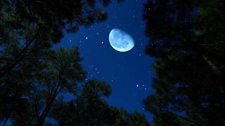 Crickets & Owls on a Calm Summer Night | Relaxing Nature Ambience for Deep Sleep