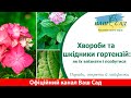 Хвороби та шкідники гортензій: як їх впізнати і позбутися. Частина 2. Ваш сад