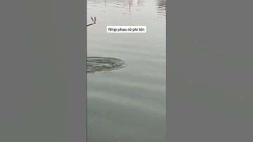 Nhịp phao rô phi lớn cho anh em #dammecauca #cauca #fishing #fishingvideo #moicauca #moicau #câucá