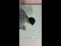 Chemistry class 12 topic - प्रथम कोटि अभिक्रिया के सवाल # most topic for board exams