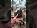 Update on Miss Dixie🥰🤭 #fyp #dayinthelife #goat #waiting #babygoat