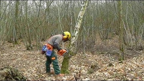 Felling a silver birch tree with a Husqvarna 346xp chainsaw