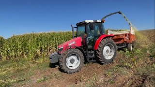 Çift Sıra Bağımsız Mısır Silaj Makinası İle Biçim Yapıyoruz - Mey Ferguson 5450 Çelikel