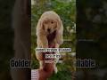 Golden Retriever Available #goldenretrieverpuppy #shorts #love #cute #doglover #mumbai #yt #ytshort