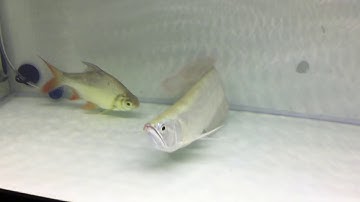 Lọc mưa kết hợp lọc tràn cho hồ cá rồng