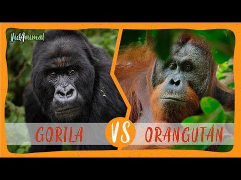 Vídeo: Diferencia Entre Orangután Y Gorila