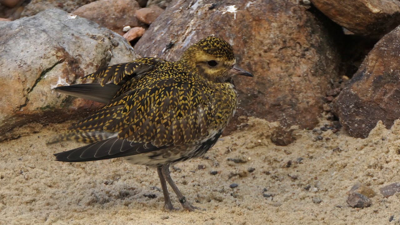 European Golden Plover♂ 