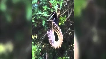 Bat looks tasty! Huge python devours winged mammal in tree-time treat