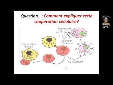 Vidéo: Les Effets De Modification Immunitaire Des Acides Aminés Sur Le Tissu Lymphoïde Associé à L'intestin