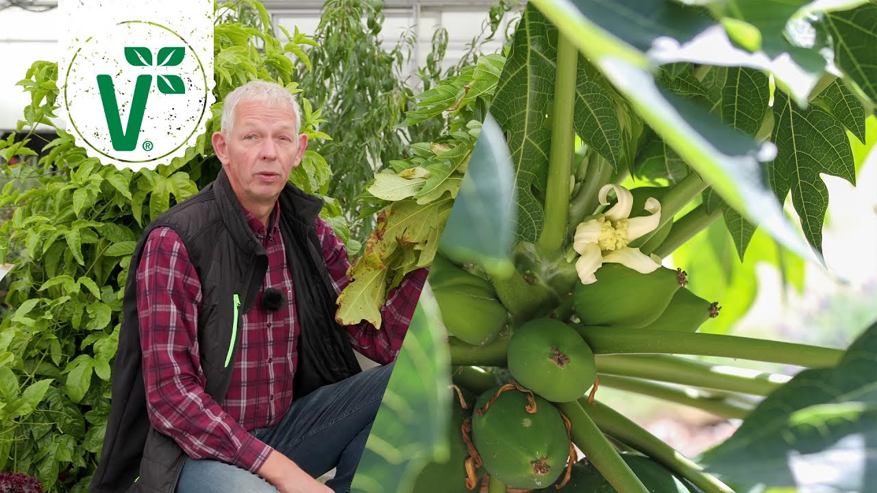 Anleitung So kannst Du Papaya überwintern YouTube