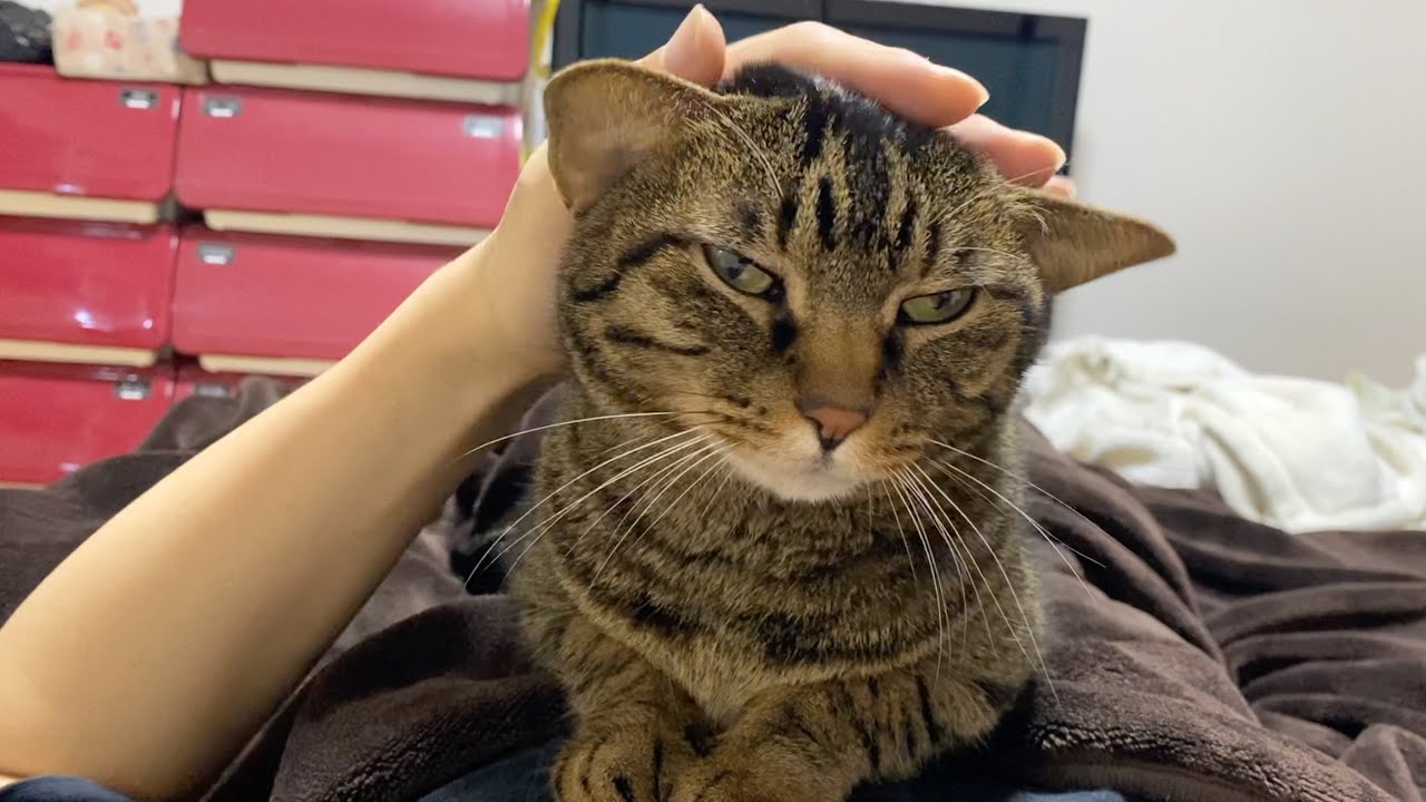 体調不良の俺を看病する本当は優しい凶暴猫がこちら...　まとめ