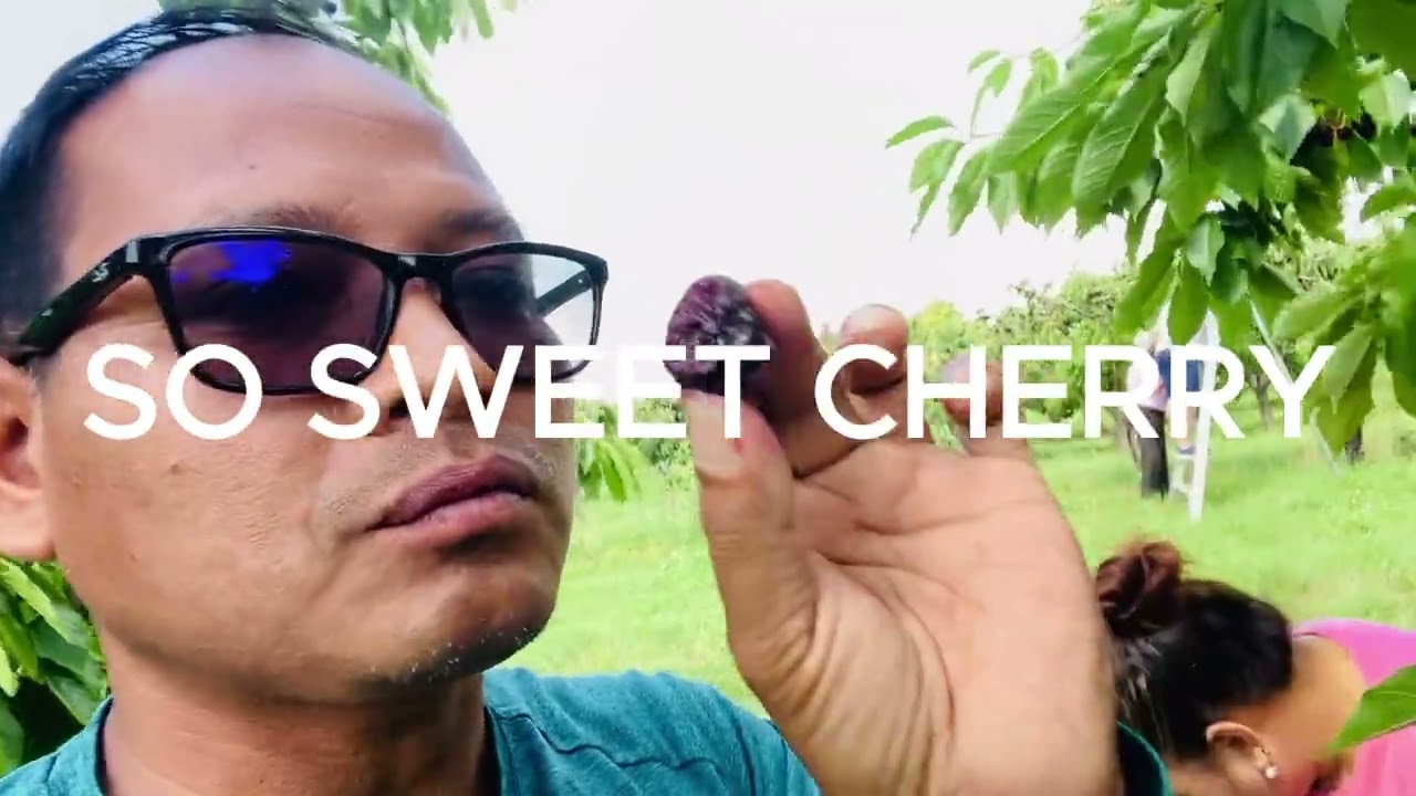 CHERRY FARM IN GRAND RAPIDS MICHIGAN