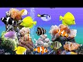 Superbe aquarium  musique zen relaxation et poissons rcifs de corail f amathy