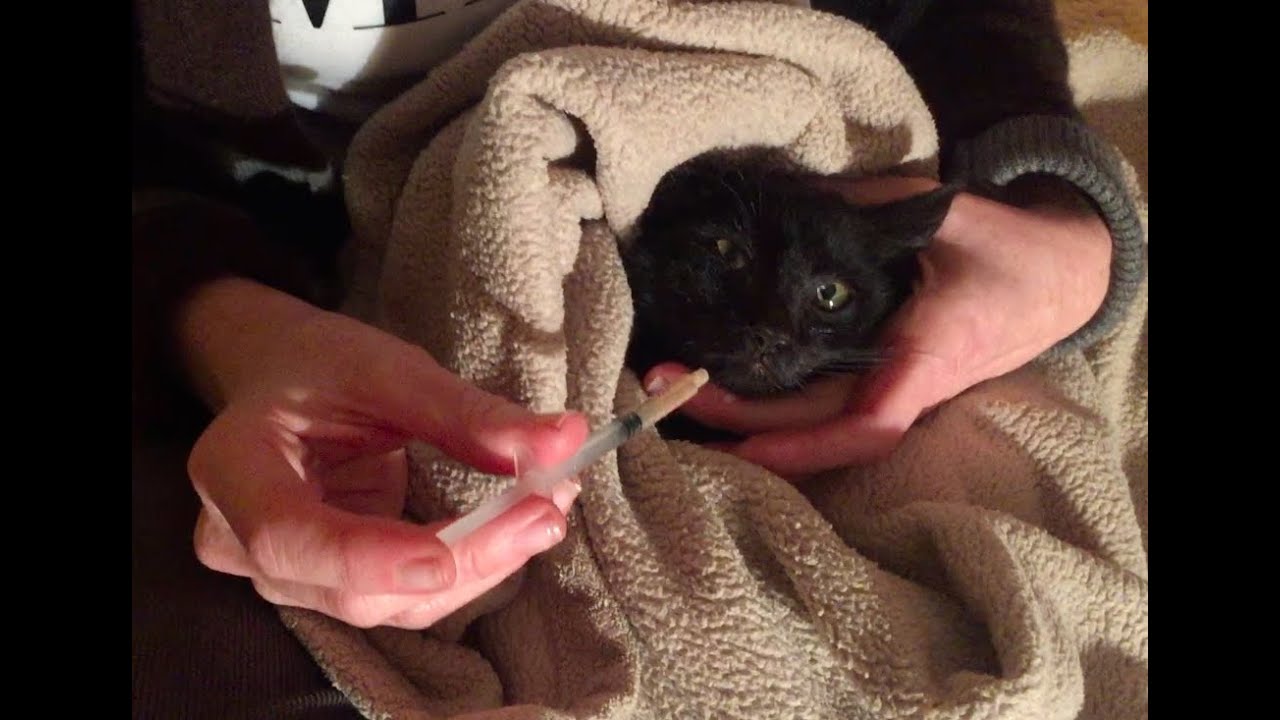 Easy Safe Syringe Feeding Tutorial For Sick Cats And Kittens YouTube