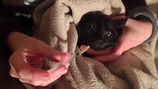 Sick cats can lose their appetites, especially if they are suffering
from an upper respiratory infection and have a stuffy nose. using
pureed meat baby food ...