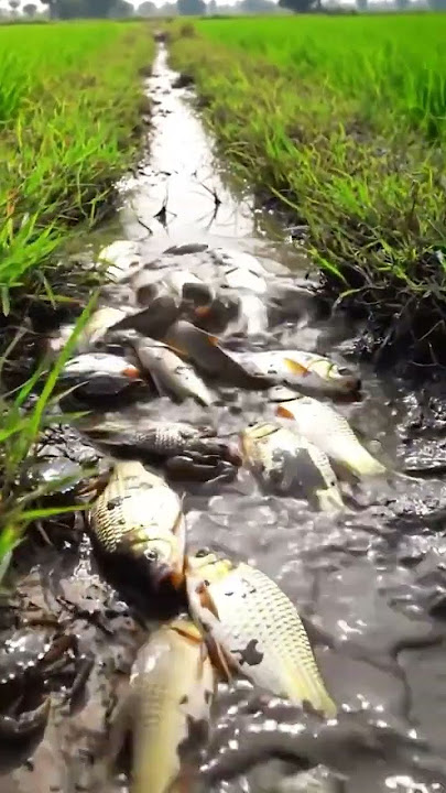 Wow amazing so many fish found in the peaceful rice field. #survival #fishing #primitiveplus