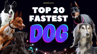 TOP 20 FASTEST DOG BREEDS IN THE WORLD | DPFunFacts