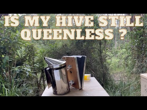 Beekeeping : How Long Will A Hive Survive Without A Queen. 64 days in.