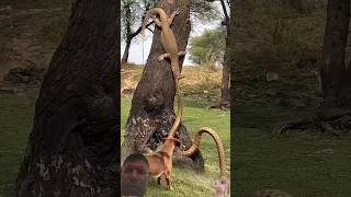Ketegangan Biawak Melawan Ular di Pohon Besar! Anjing Didekatnya Terkesima😱#animals #shorts #fyp