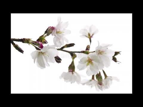 恰似你的温柔--萨克斯 Saxophone