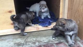 wolf Hybrid puppies and dad