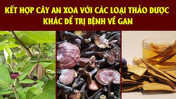 KẾT HỢP CÂY AN XOA VỚI CÁC LOẠI THẢO DƯỢC KHÁC ĐỂ TRỊ BỆNH VỀ GAN