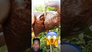 Naya rukh banaune rukh kai haga bat #natural #process #tree #forest #cutting #machine #greenery