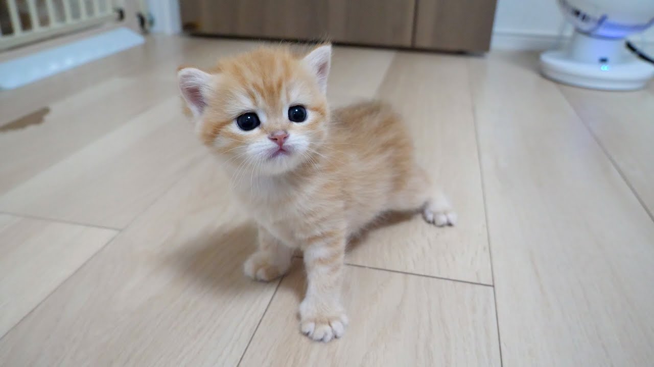 ママ猫と兄猫に見守られながら、初めて部屋探検する子猫が可愛い