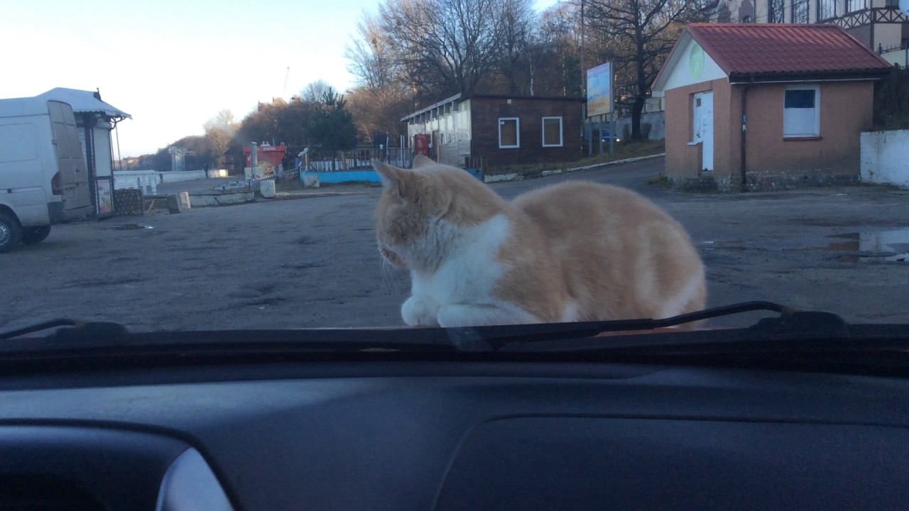 Кот на мерседесе