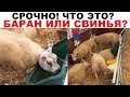 Очень Срочная Новость Для Мусульман! Наполовину Баран Наполовину Свинья! Смотреть ВСЕМ!