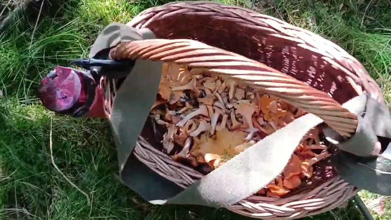 Co urosło po tygodniu nieobecności w lesie!!!