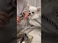 TikTok【260万回再生】チワワのこはるの美容DAY💄…#shorts #TikTok
