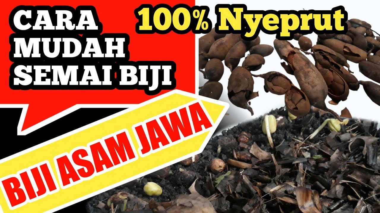 Cara mudah semai biji asam jawa untuk persiapan bahan bonsai asam jawa