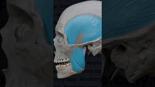 #music #tmj #anatomy #jawpain #med