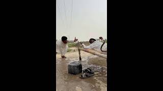 Sheep’s and Naag  Live Stream