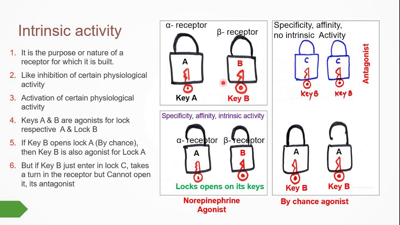 Recptors and general concepts of agonist anatgonist with an example of ANS adrenergic nerve ending