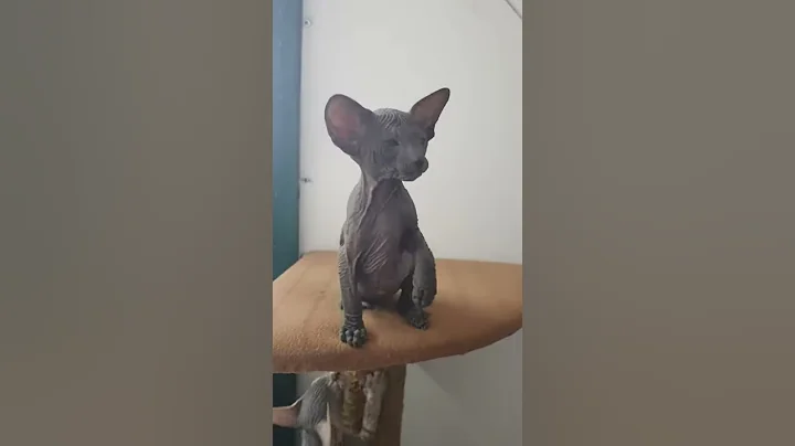 Watch the video about Peterbald kittens