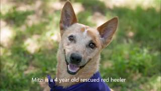 Adopt Mitzi the red heeler from Texas Cattle Dog Rescue