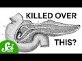 The Pancreas: History, Discoveries, and Impact