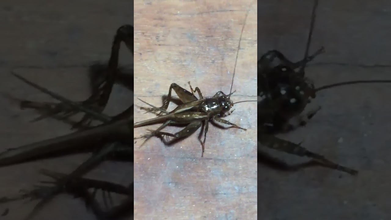 I guess everybody is sleeping now ❤️ Field Cricket 