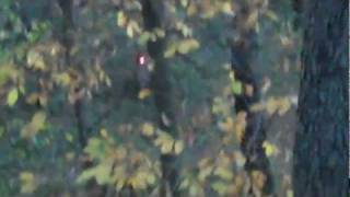 Flip Cam Luminok Doe Yards