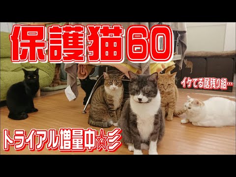 【祝】202002保護猫ハウスメンバー紹介【３周年】