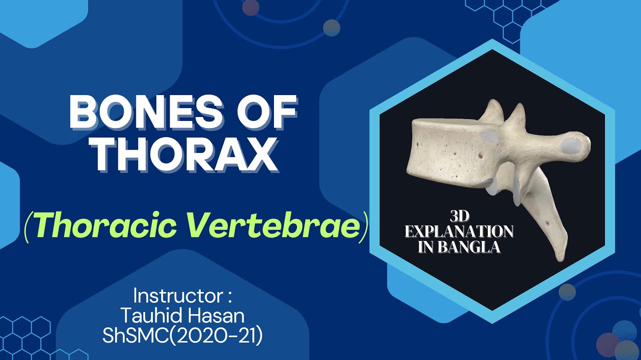 Thoracic Vertebrae (Typical & Atypical) | 3D lecture in Bangla | Bones of Thorax