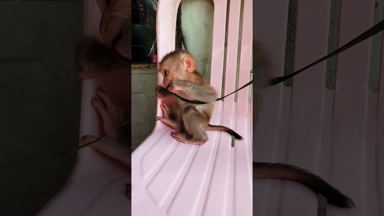 Wow so cute baby monkey