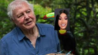 WAP by cardi b but it's sir david attenborough