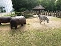 Copenhagen Zoo (Juli 2017)