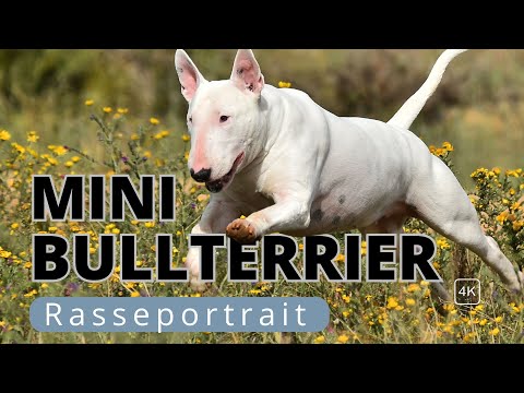 Miniature Bull Terrier