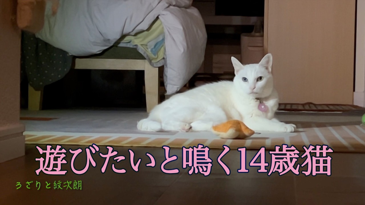 【ネコも不満は顔に出る？】遊びたいのに構ってくれない！ご機嫌斜めになる元シャーシャー猫　ろざりと紋次朗の日常#53