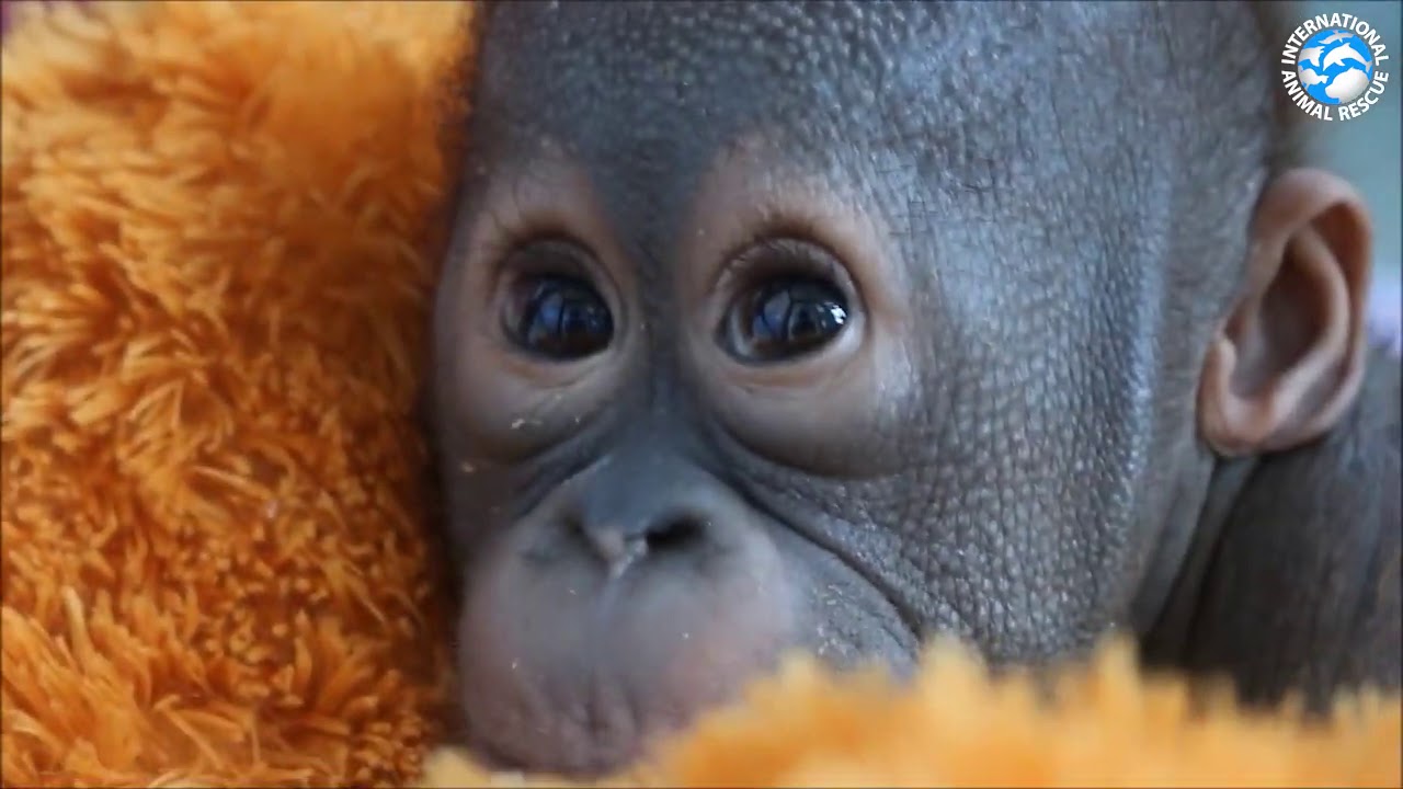 Orangutan | International Animal Rescue