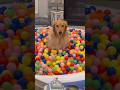 My dog pulled off the craziest prank! #goldenretriever